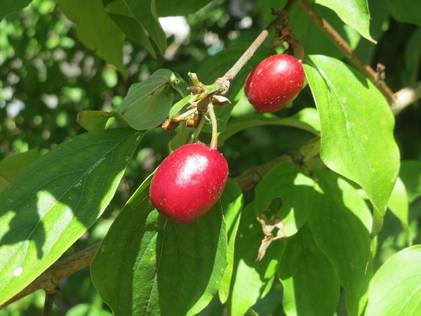 Cornus mas