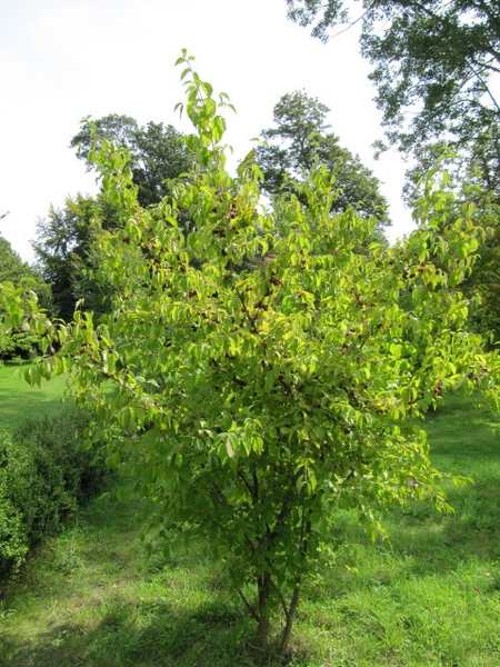 Cornus mas