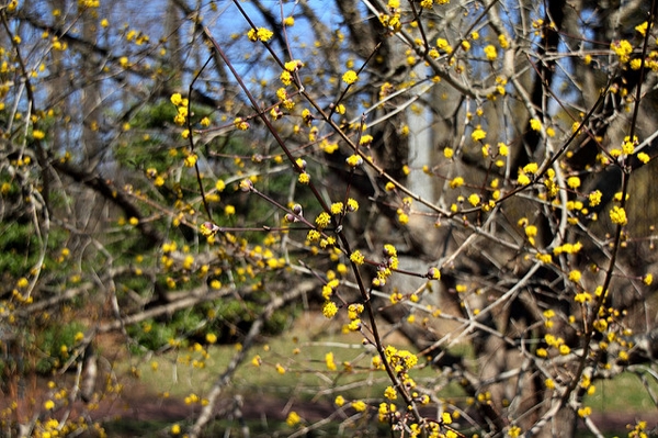 Cornus mas