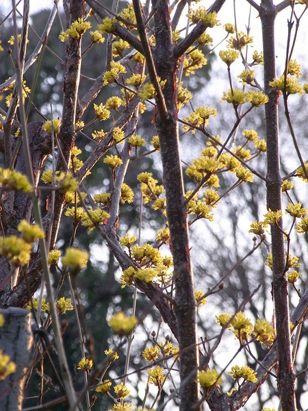 leaves and flowers