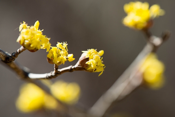 Cornus officinalis