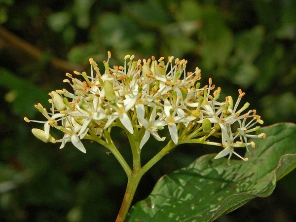 Cornus sanguinea