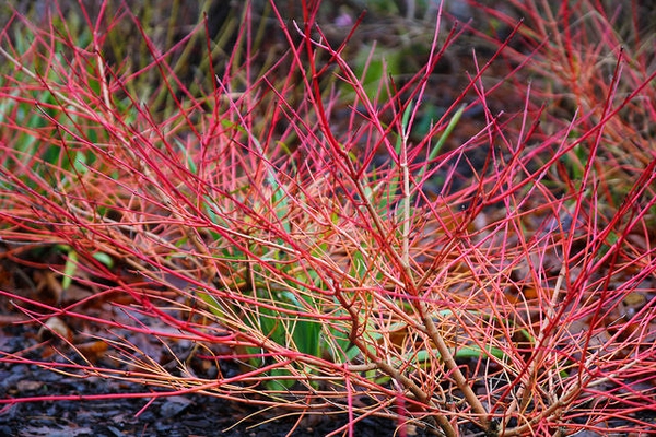 Cornus sanguinea