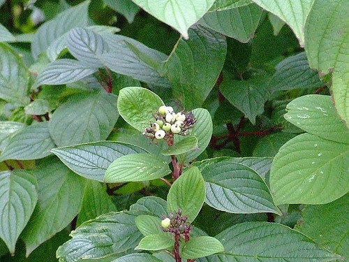 Cornus sanguinea