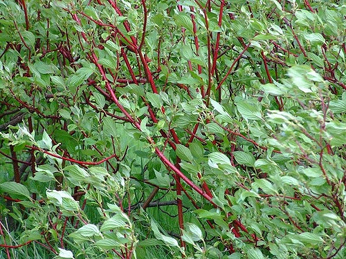 Cornus sanguinea