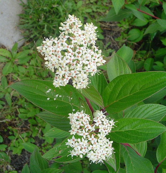 Flower clusters