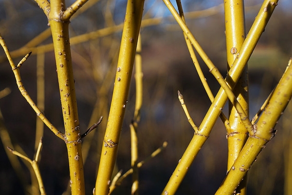 Cornus sericea 'Flaviramea'