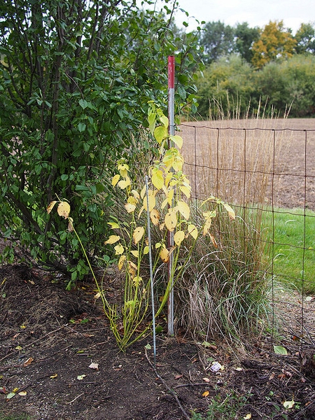 Cornus sericea 'Flaviramea'