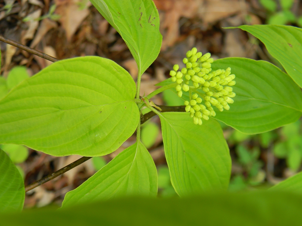 Cornus alternifolia