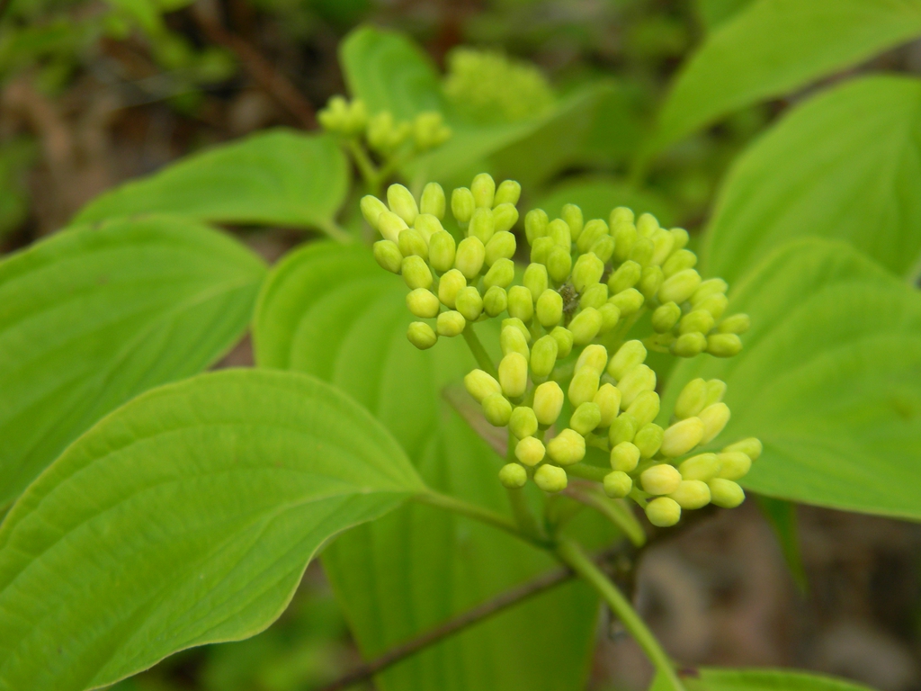 Cornus Alternifolia