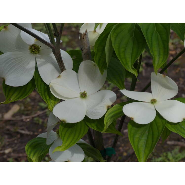 White flowers