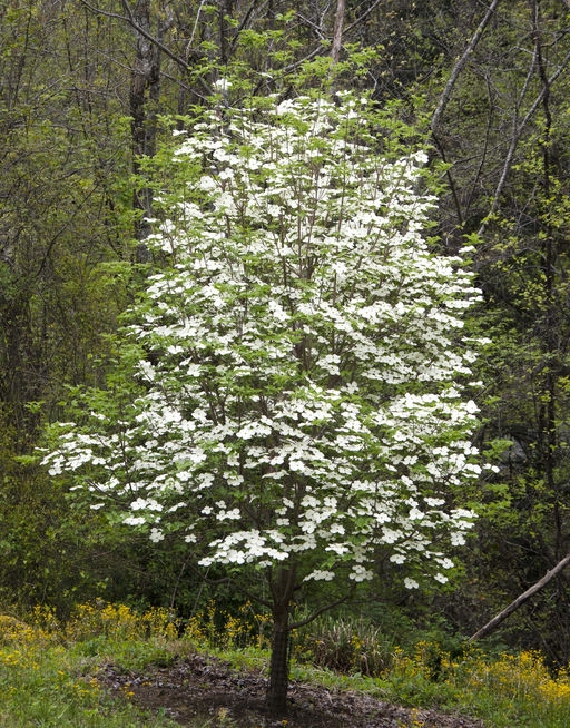 Tree with many white flowers