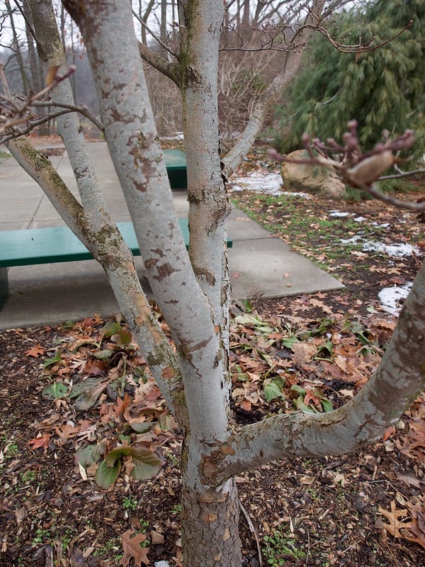 Tree trunk with smooth bark.