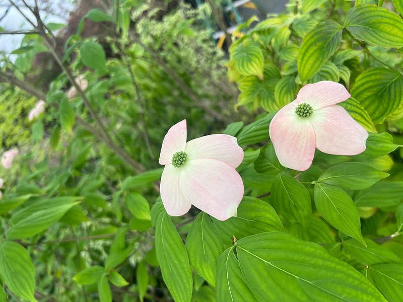 two pinkish dogwood flower-like inflorescences.