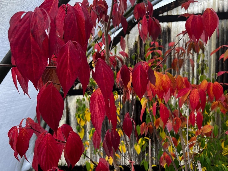 Deep red and purple foliage in autumn.