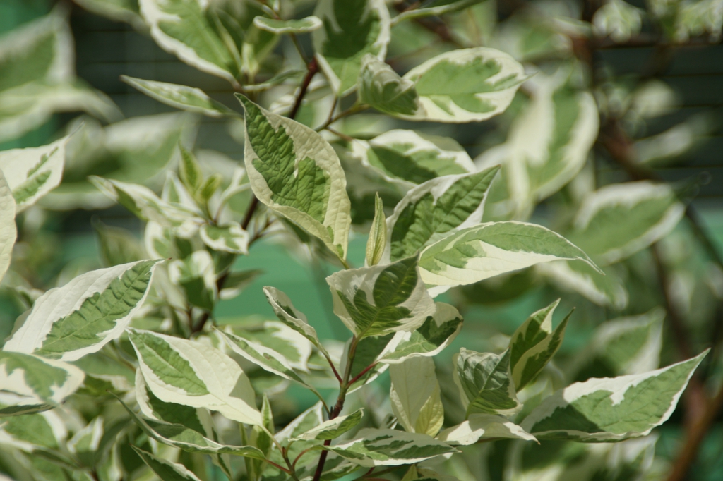leaves