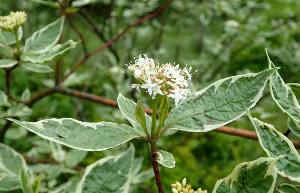 leaves and flowers