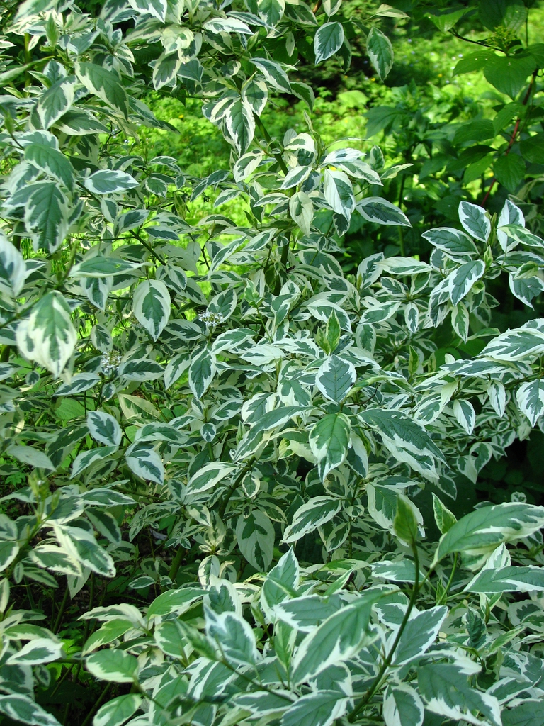 leaves