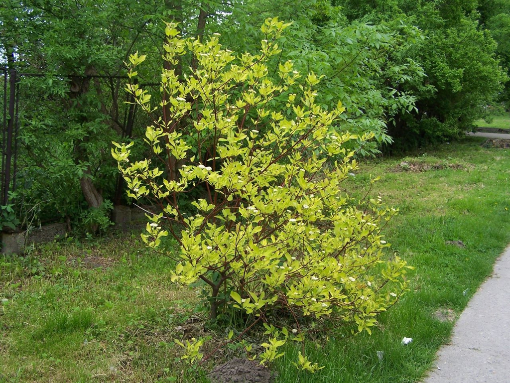 leaves