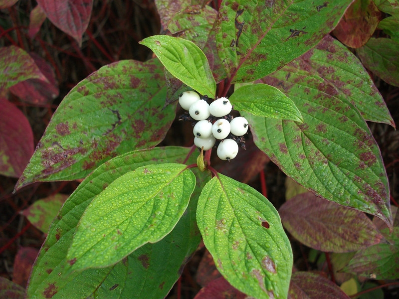 White berries.