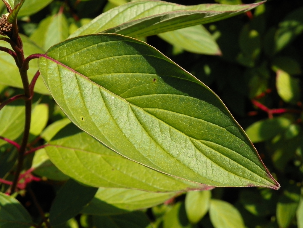 leaves