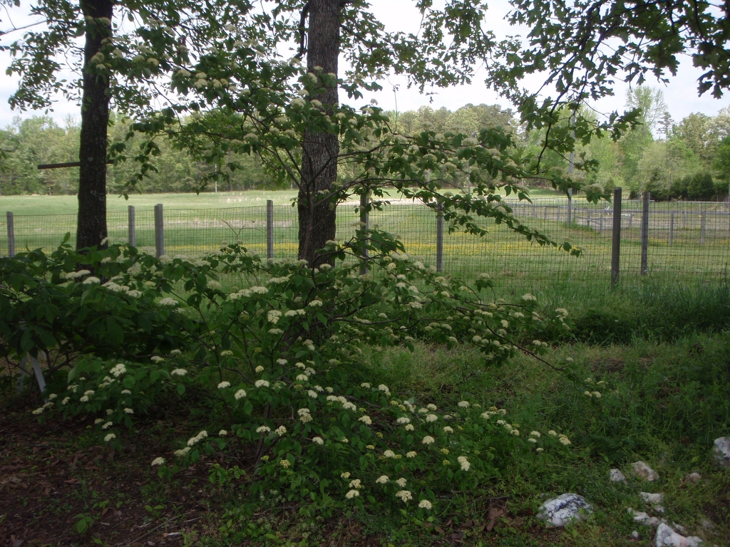 Cornus alternifolia