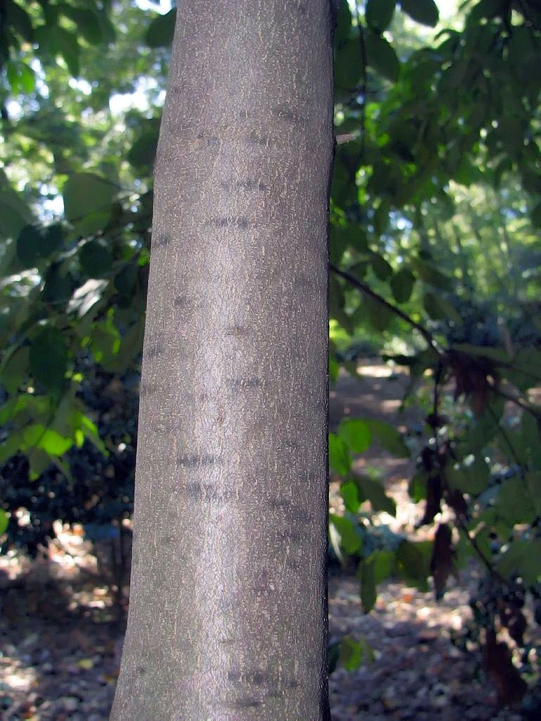 Bark