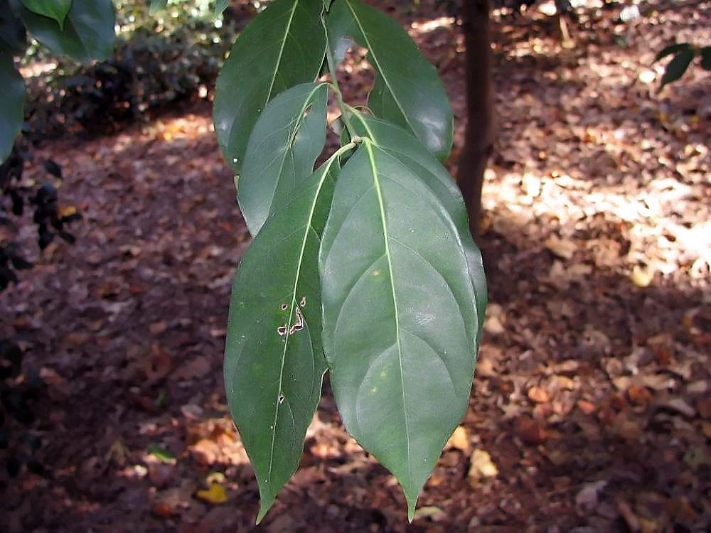 Leaves
