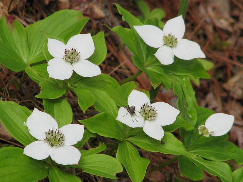 Flower clusters subtended by four white bracts.