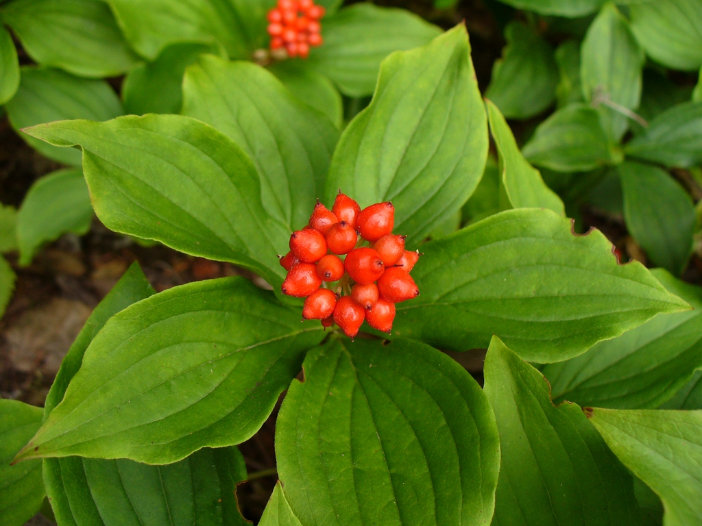leaves and flowers