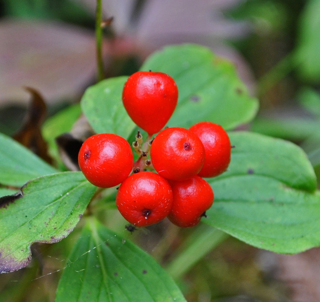 leaves and berries