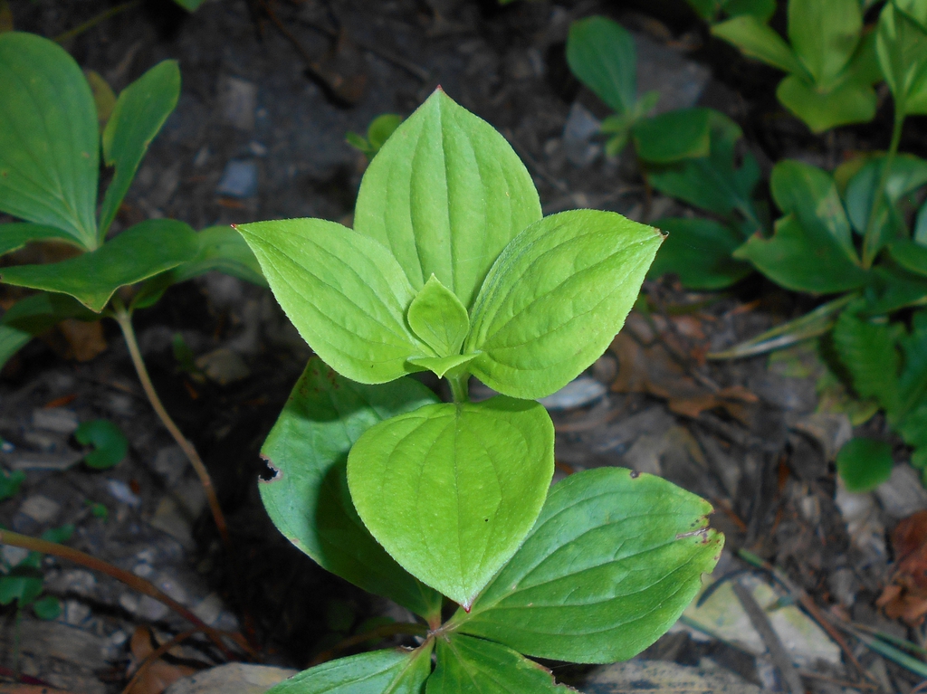 leaves