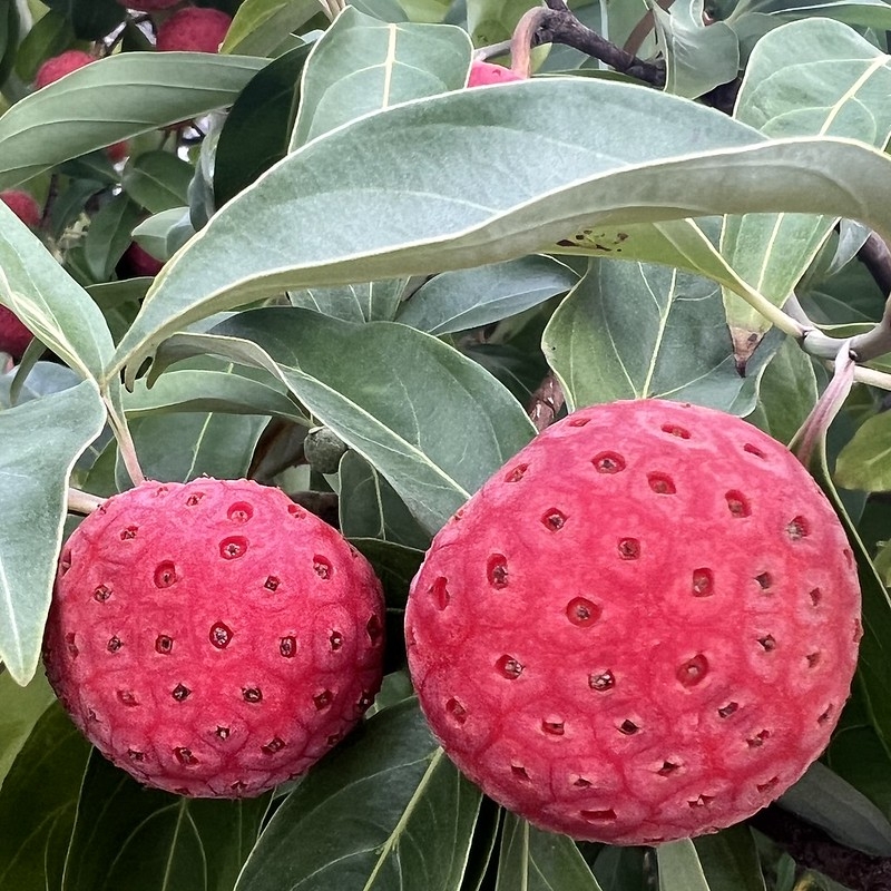 Red, multiple fruits.