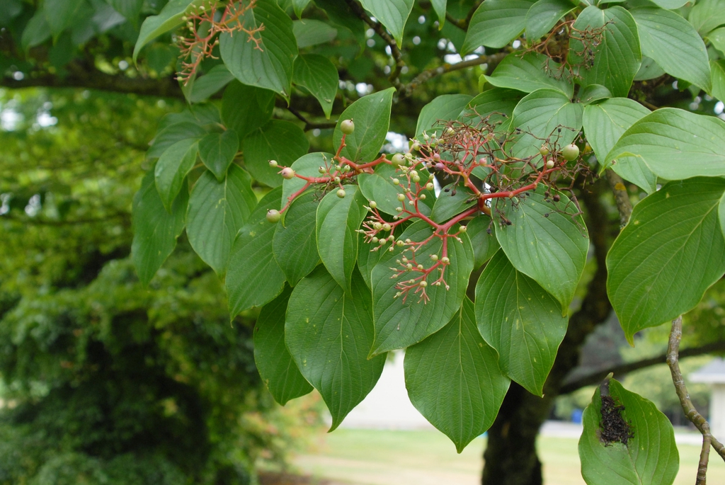 Cornus controversa