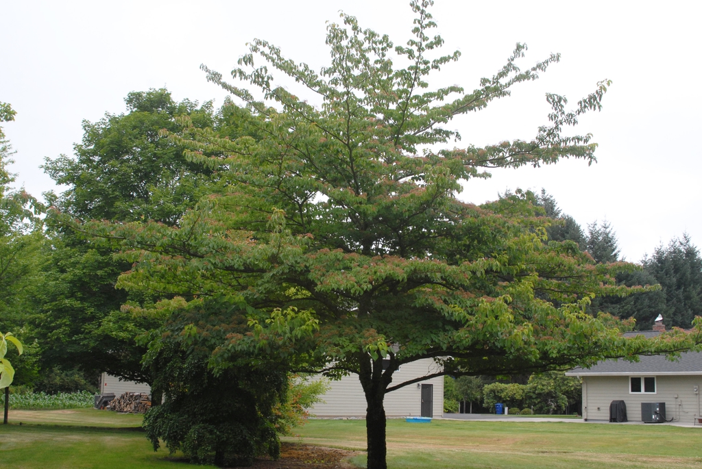 Cornus controversa