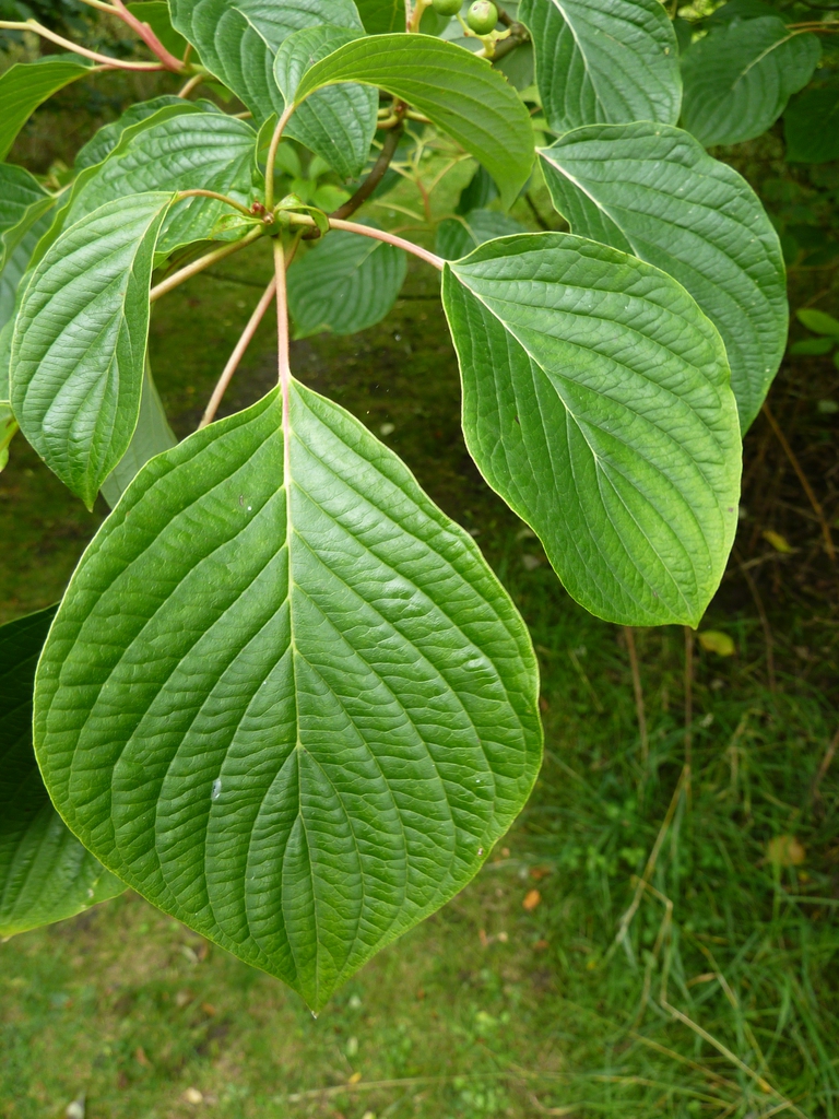 leaves