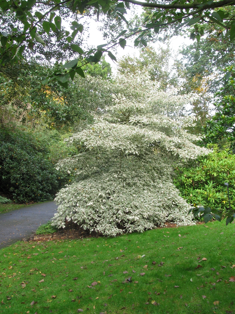leaves and flowers