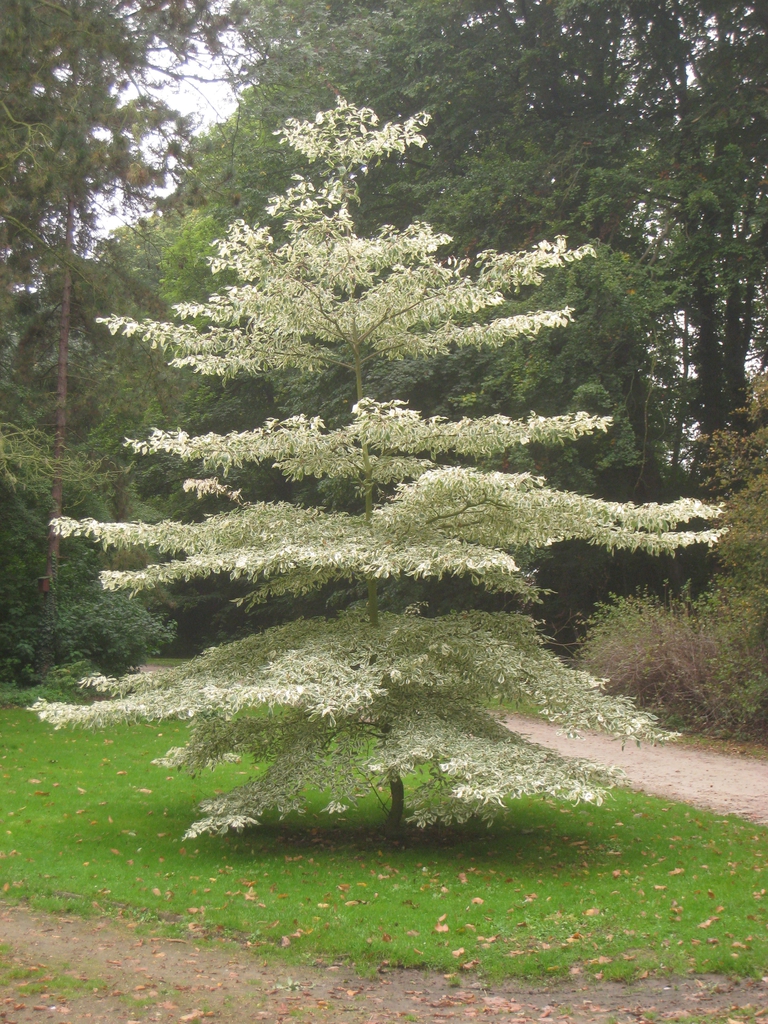 leaves and flowers