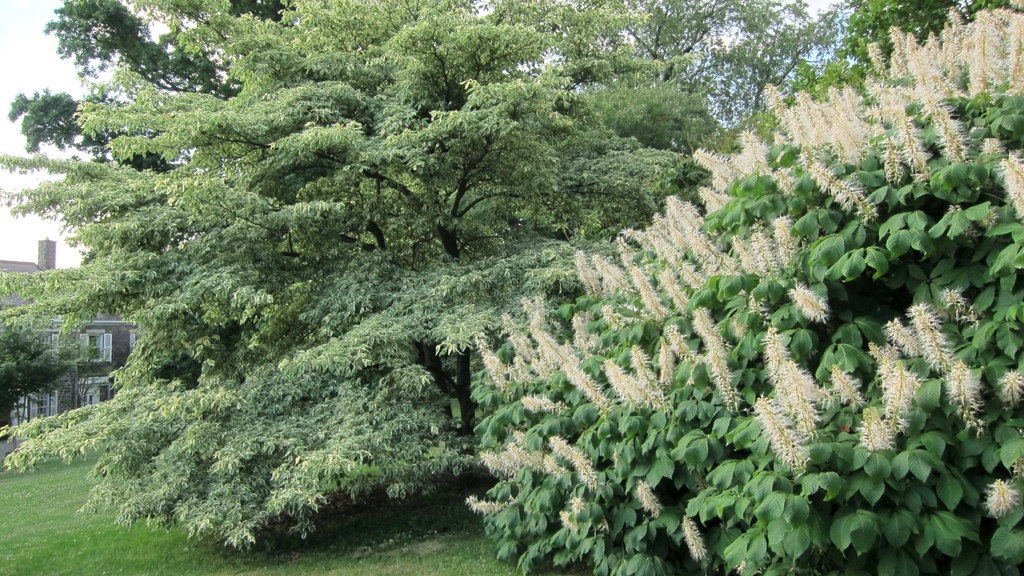 leaves and flowers