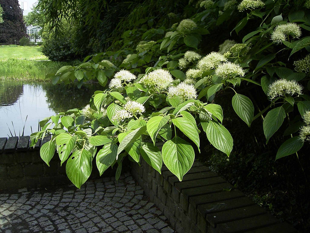 leaves and flowers