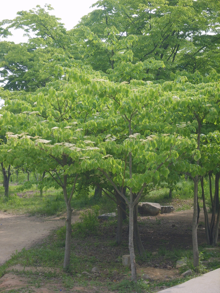 leaves