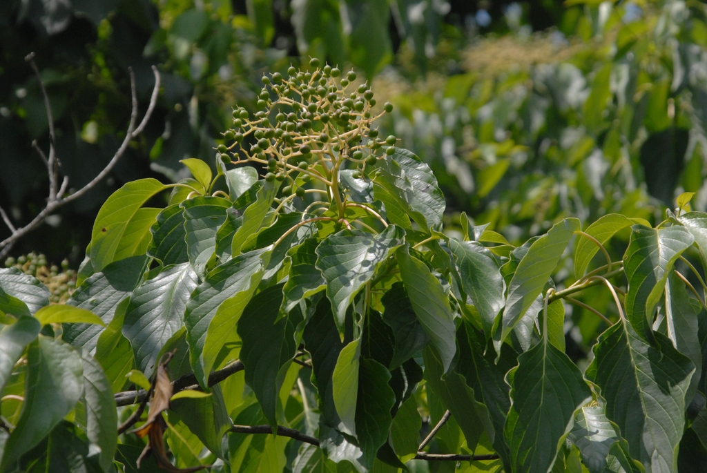 Cornus controversa