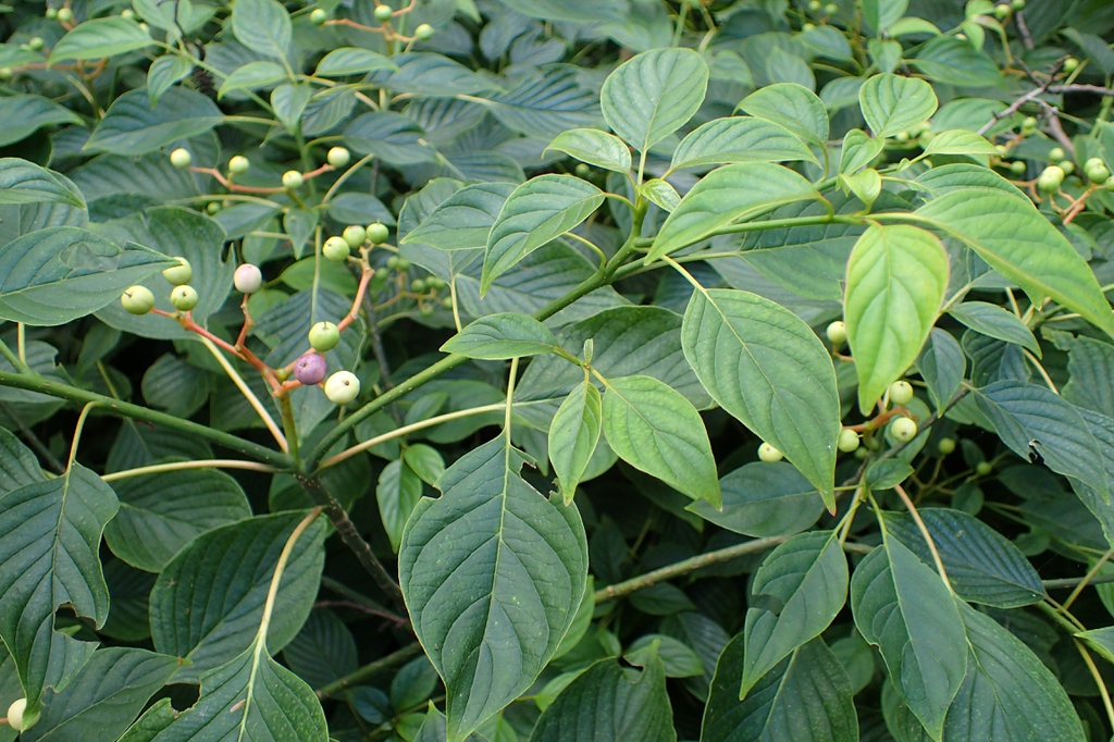 leaves and flowers