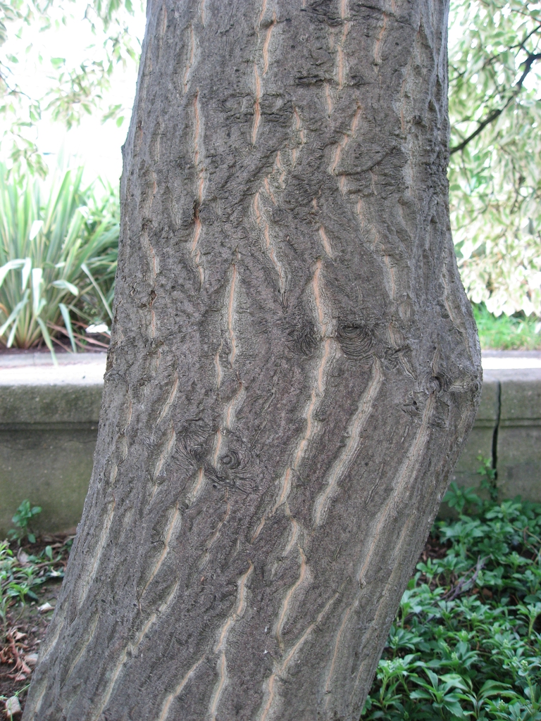 bark