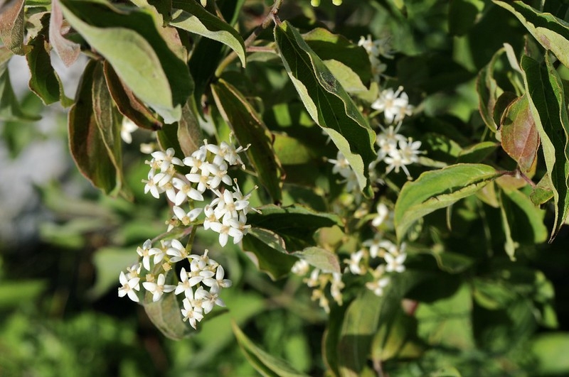Shrub with clusters of white flowers.