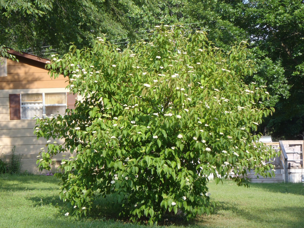 Cornus drummondii