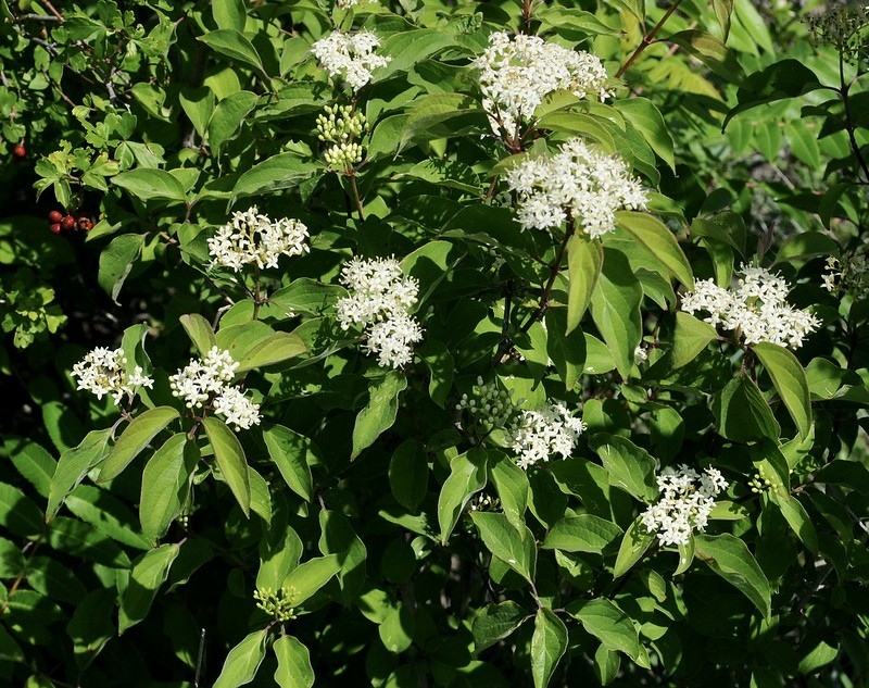 Shrub with clusters of white flowers.