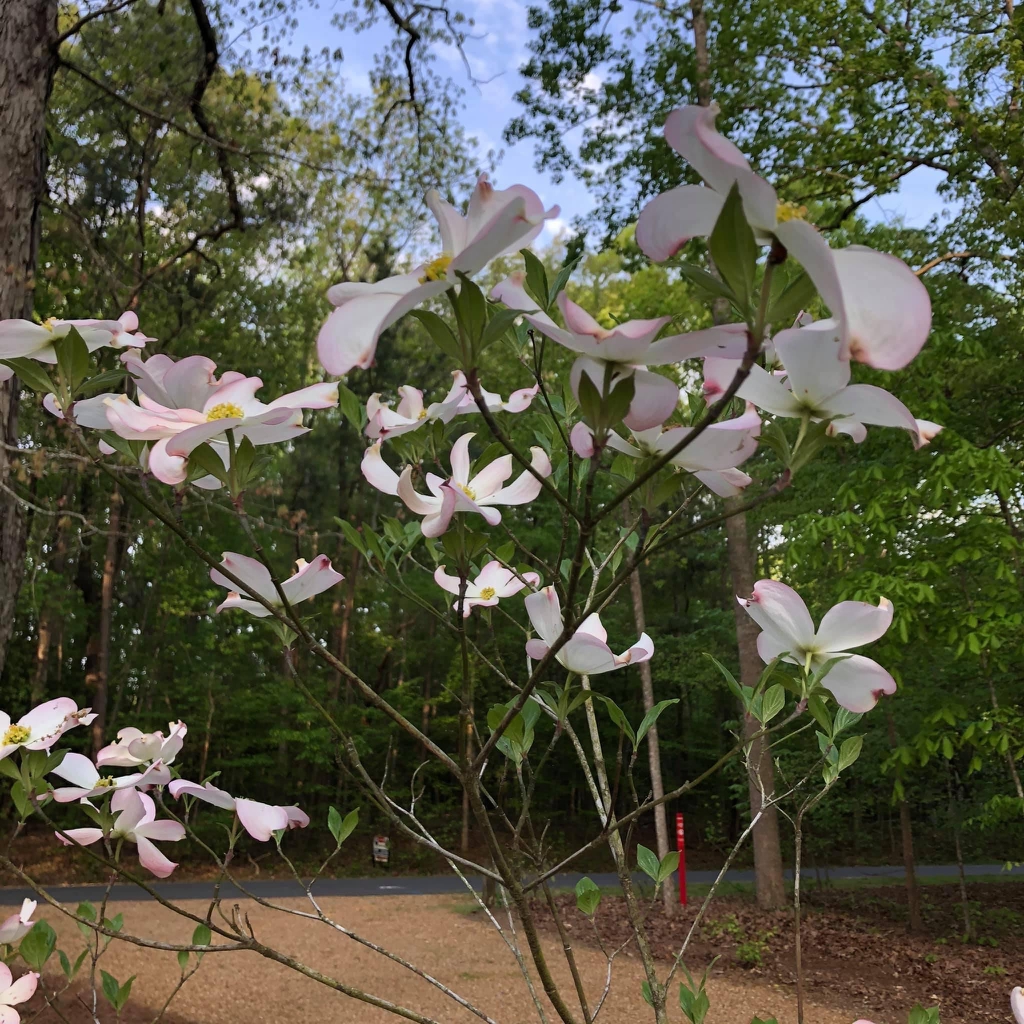 Cornus florida