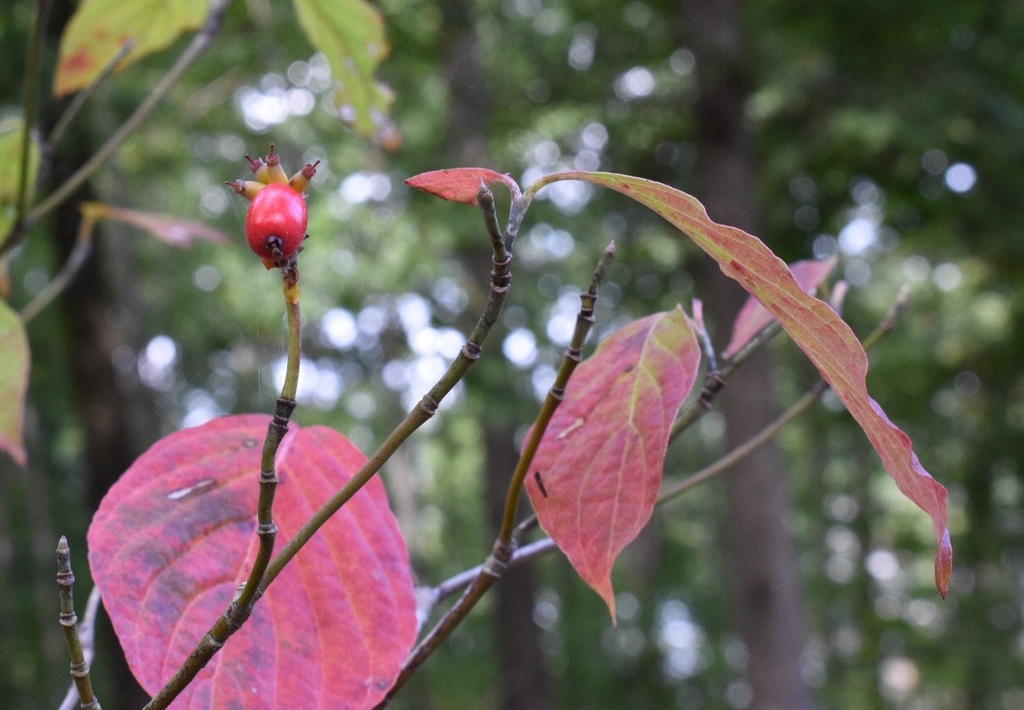 Cornus florida