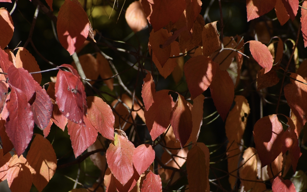 Cornus florida